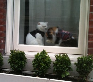 cats in window